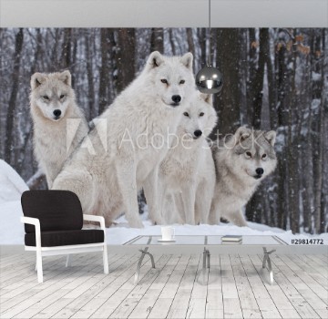 Picture of Arctic Wolf Pack